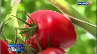 ВЕСТИ Краснодар о достижениях российской селекции овощей