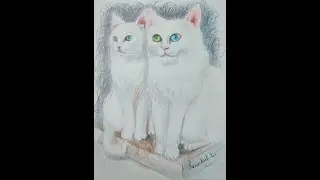 Білі котики.  Кольорові олівці