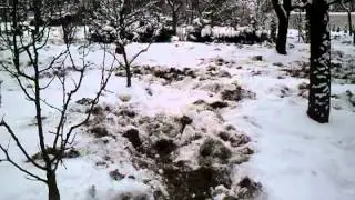 Divoká prasata na Mníšku pod Brdy I.
