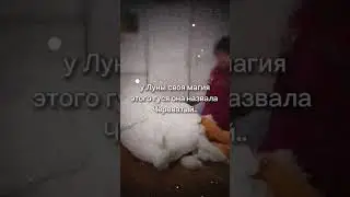 дочь Лины Джебисашвили о Владе Череватом, ахахаха
