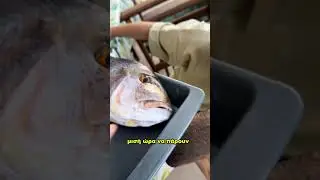 Συναγρίδες στα Κάρβουνα #grill