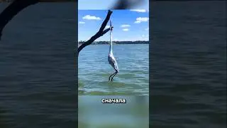 Топ моментов, когда животные совершили что-то невероятное 🐆🤯