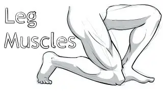 How to draw Leg Anatomy