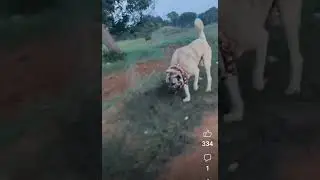 🐕 köpek 🌹