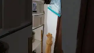 CAT WANT TO CATCH THE LIZARD 
