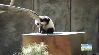 2! 3! - BTS with a video of cute pandas in the background