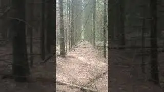 Walk in forest, alone.