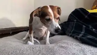 Dog Makes New Friends at Daycare