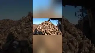 А Вы попадали на уборку сахарной свёклы в школе?? 