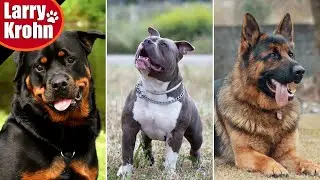 Rottweilers, Pit Bulls, and German Shepherds / What you need to know before getting one