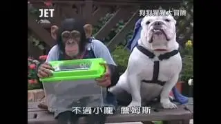 СУПЕР ШИМПАНЗЕ И СОБАКА ДРУЗЬЯ