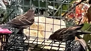 Highlight VIDEO CAM - Backyard Wild birds watching brings joy #pnw #birds #backyardbirdwatching