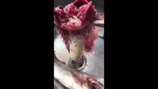 The parasite eats and becomes tongue