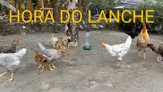 Alimentando as galinhas.