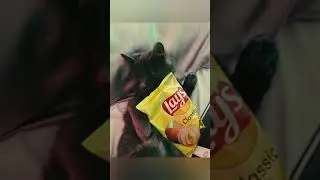 Can you watch my cat for me ?