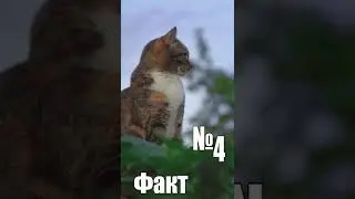 5 самых интересных фактов про кошек