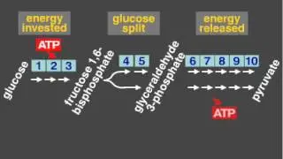 Glycolysis