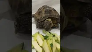 Черепашка кушает!)