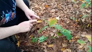 Starting A Traditional Wooden War Club - Native American Heritage Month