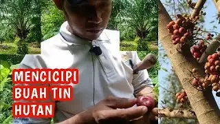 berpetualang mencari buah tin hutan