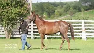 Lote 33 - KOMANDO LAKE JESS