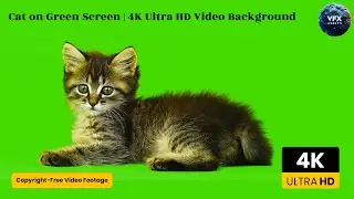 Cat on Green Screen | 4K Ultra HD Video Background 