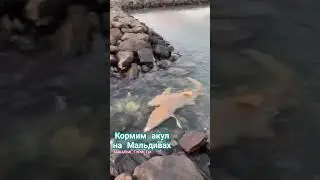 большие рифовые акулы #Мальдивы #кормимАкул #советыбывалых #путешествия #trevel