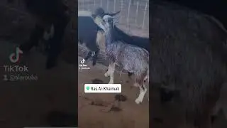 #goat