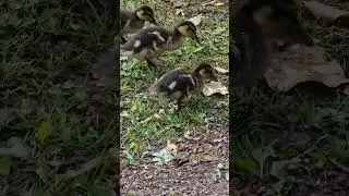 Süße Stockenten-Küken im Park