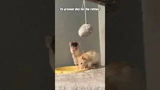 My Rats Are OBSESSED With New Bee Tunnel (Ratty Box - March)
