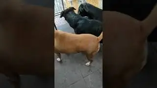 #rj #adote #adocao #portegrande #anima #cao #ajud #adocao #cachorr #cadela #caes #bich #pet #resgat