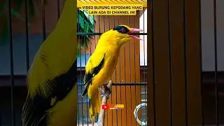 Pancingan Burung Kepodang Agar Bunyi Gacor #gogorsutrisnonnzz #kepodanggacor #kepodangemasgacor