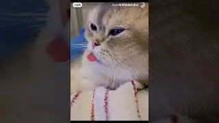котик с языком