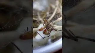 Brown widow feeding! #centipedeslair #brownwidow #spiderman