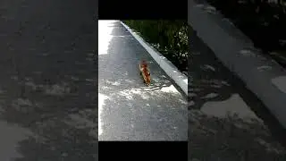 Лисичка #shorts  #kilo_games #новыйсвет #2024 #животные #крым #отель #приколы #весна #fox #лиса
