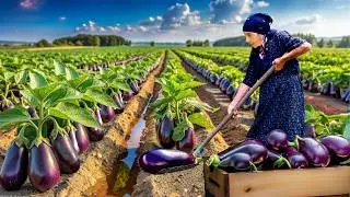 Harvesting Fresh Eggplant : Making Eggplant Caviar!