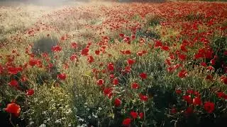 the poppy fields