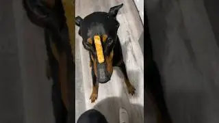 Fishy time #shorts #doberman #puppy #dogsofyoutube #dogshorts #dogtraining