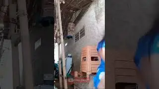 janda bohai 