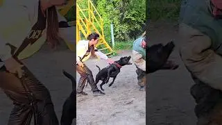 ‼️K-9 Pit bull attack.  #STRAZHODESSA Dog training Odessa 2024.