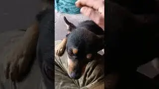 Мишка