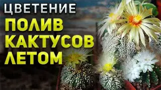 Как поливать кактус Летом? Цветение кактусов. Уход за кактусом.