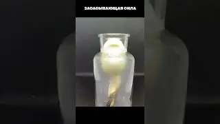 Засасывающая сила