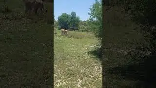 Female lion walking away