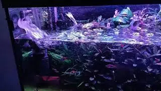Разница потоков воды фильтров Tetra ex 800 и Aquael ultra filter 1200.
