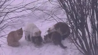 КОШАЧЬЯ СВАДЬБА.ЖЕНИХ и НЕВЕСТА.СТОЛЫ НАКРЫТЫ