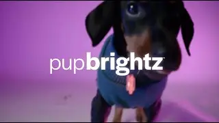 Pup Brightz