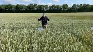 Efterårsløsninger mod agerrævehale