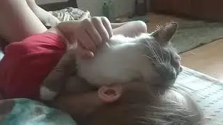 Кошачьи нежности