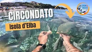 Schools of hungry fish attack swimmers in the crystal-clear sea off Elba Island.